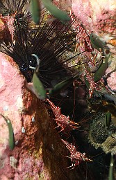 Thailand 2015 - Ko Tao - Crevettes danseuses de Durban - Rhynchocinetes durbanensis _IMG_3609_rc